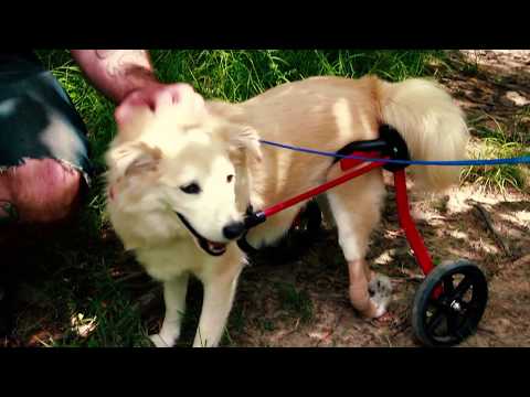 Tamana - Paralyzed, an adopted Spitz Mix in Cleveland Heights, OH_image-1