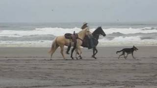 Cabalina del Oro 06 Andalusian X filly bred to Friesian