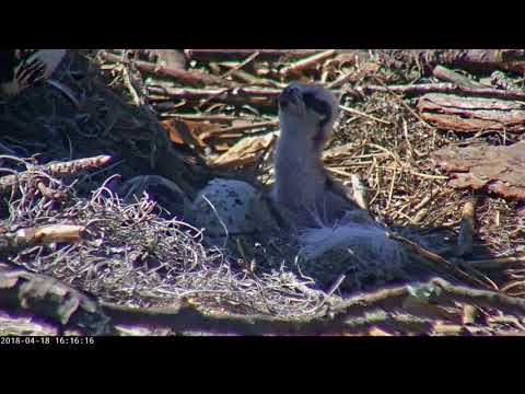 Osprey Chick Fed As Second Egg Pipping In Savannah – April 18, 2018