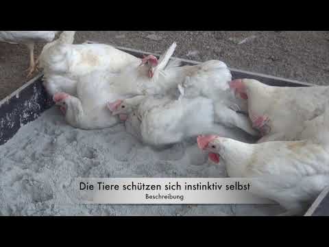 Milbenschutz für Hühner mit Cumbasil Mite