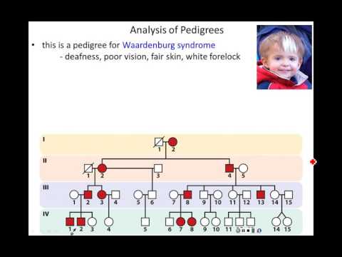 Lecture 8 - Pedigrees and Genetic Testing