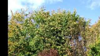 preview picture of video 'Winchester UK  Autumn  mid Oct 2012 .wmv'