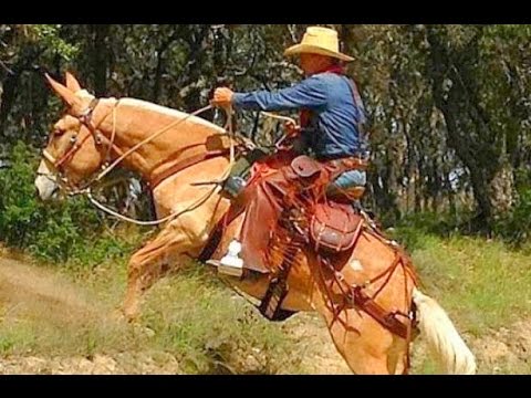 OS PEÃO MAIS ABEIA DO BRASIL 🐝  VEM GARUPADO ▪ 06