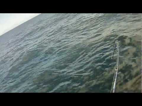 download lagu mp3 mp4 Westport Tuna For Sale, download lagu Westport Tuna For Sale gratis, unduh video klip Westport Tuna For Sale