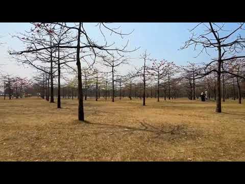 Shimul Bagan|NATURE ENTERTAINMENT BANGLADESH|2021