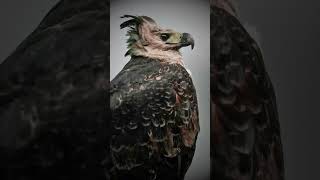 Download lagu 🦅 Elang bela diri adalah burung Afrika yang kuat, besar, bermata tajam, dan suka berburu. #MartialEagle mp3 Download lagu 🦅 Elang bela diri adalah burung Afrika yang kuat, besar, bermata tajam, dan suka berburu. #MartialEagle mp3
