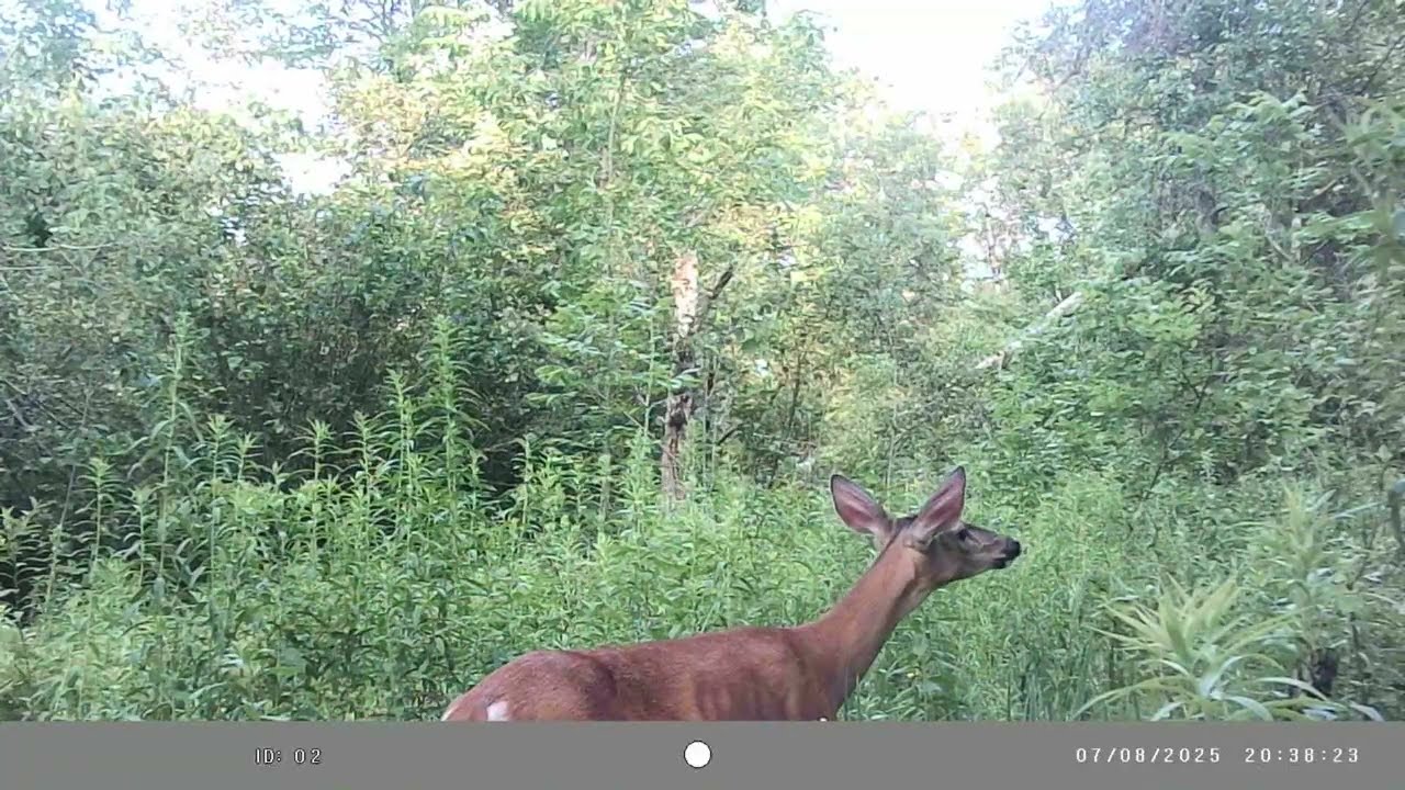 Deer Cam July 8