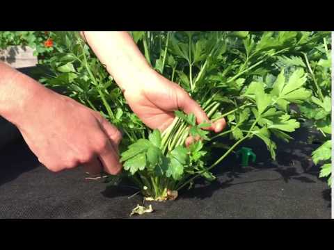 How to Harvest Parsley