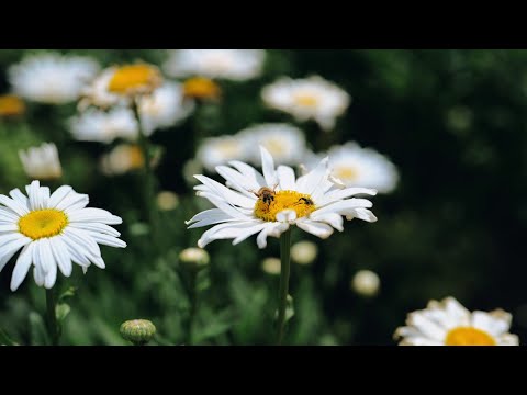 Calm Cinematic Nature South Africa