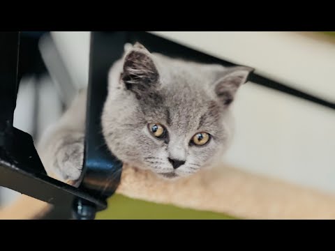 ‘Caloy!’ - our British Shorthair Cat in the family