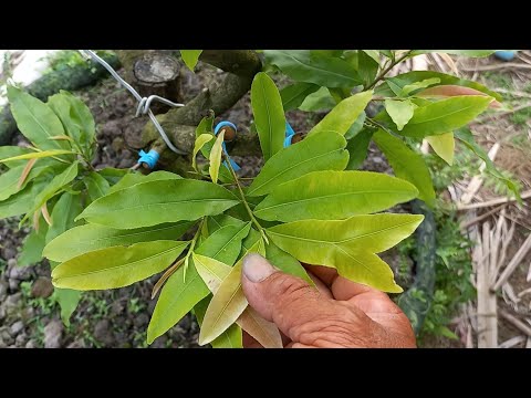 Tưới kích rễ +NPK + RIDOMIL cho cây mai trồng đất, mới ghép một cơi |Mai Vàng 9 Đém