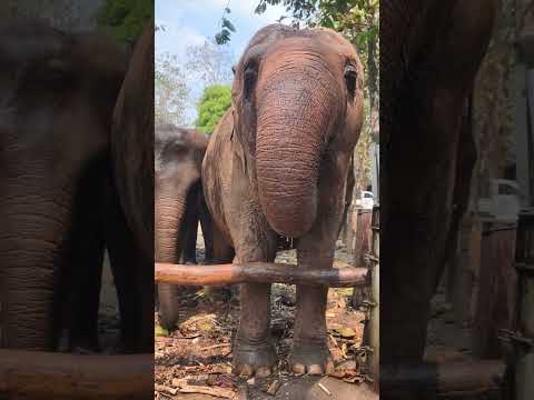 วิธีช้างดื่มน้ำ #elephant #ช้าง