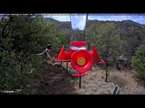 Male Black-chinned Hummingbird Dips And Sips In West Texas – May 1, 2020