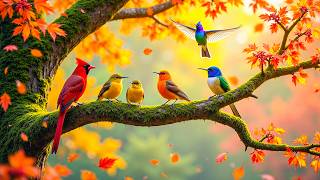 🍃 Relaxing Piano & Birdsongs | Gentle Nature Harmony for Stress Relief & Restful Sleep