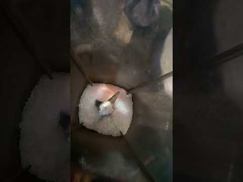 orange juice #orangejuice #viral #trending #yooutubeshorts #tang #stimulated #drink #foodie #yummy