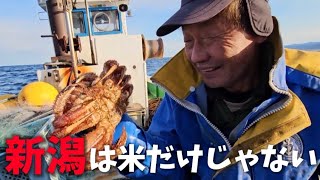 新潟で毛ガニ!?美味しいお米と海の幸🐟️新潟県糸魚川市