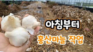 홍산마늘 작업 자르고 포장하고