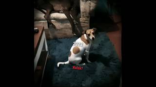 Kaisa te extrañó mucho 😭💔#perros #animales #edit
