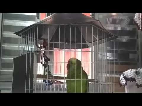 Papagaio cantando Aleluia