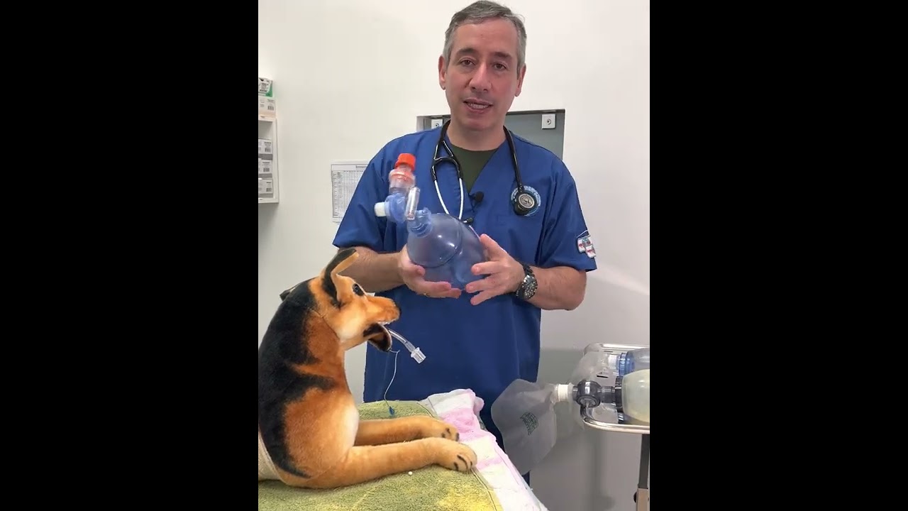 Você sabe abordar um animal que respira mal ?