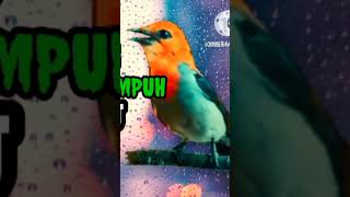 Download lagu Suara Pikat KEMADE terbaru 2023, keras jernih terdengar jauh PALING AMPUH @howtochannel599 mp3 Download lagu Suara Pikat KEMADE terbaru 2023, keras jernih terdengar jauh PALING AMPUH @howtochannel599 mp3