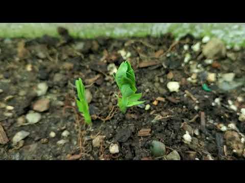 Sugar Snap Peas - 5 Day Timelapse