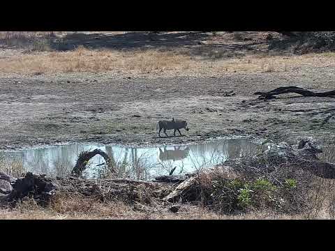 Djuma: Lone Warthog - 10:11 - 08/31/21