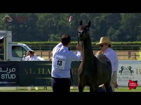 N.13 JOUMINA KA - Chantilly 2018 AHO Breeders' Championship - Yearling Fillies (Class 1B)
