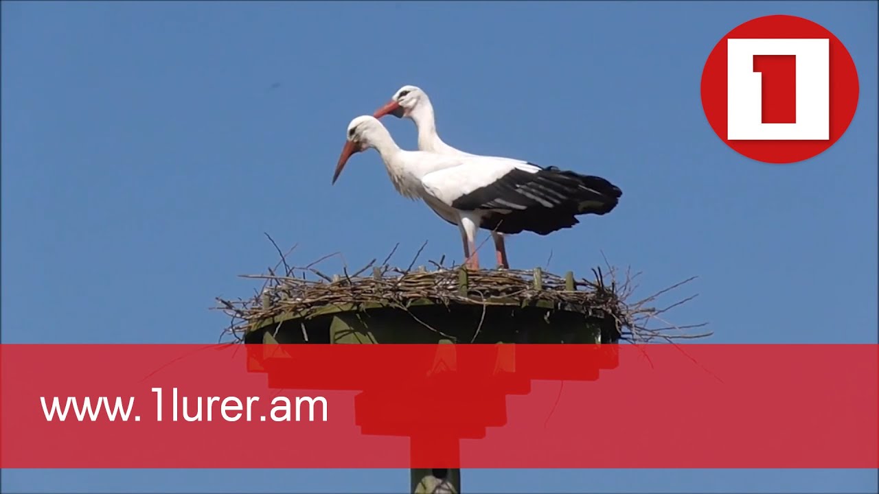 Արարատի մարզում արագիլների մոտ 60%-ն աղտոտված է, ու հնարավոր է՝ ազդի նաև մարդկանց առողջության վրա