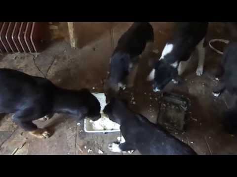 Luisa,Lolita,Giovanni,Benni und Billy- Part 2