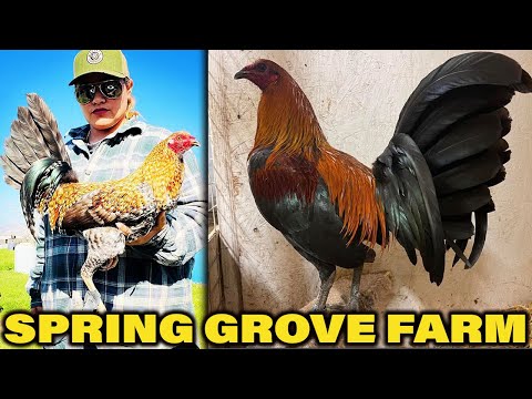 Beautiful Quality Birds Spring Grove Farm California USA