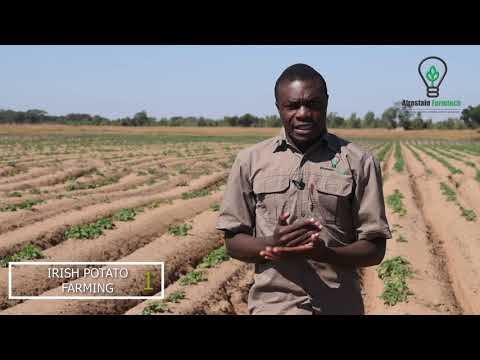 You need to Know this before Getting into Potato Farming for Business This Winter.
