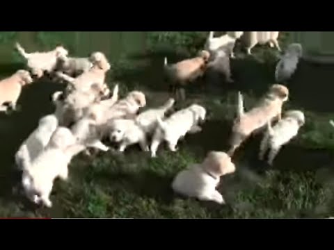 cutes dogs cutest dog in the world cute dogs clips top 5