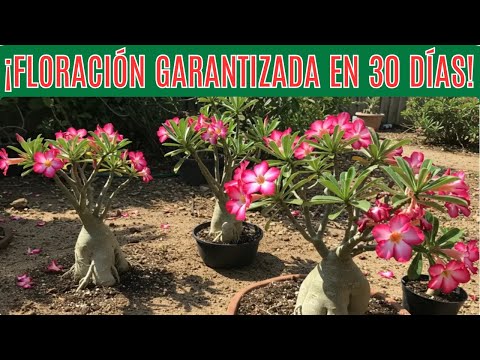 🌵🌸 GUARANTEED BLOOMING! The trick to getting your Desert Rose to bloom in 30 DAYS