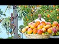 PALM JUICE WITH MANGO பதநீரில் மாம்பழம் சேர்த்து ர