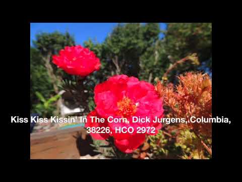 Kiss Kiss Kissin' In The Corn, Dick Jurgens, Columbia, 38226, HCO 2972