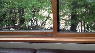 preview picture of video 'Boulder Flood 2013 - Fourmile Canyon - View from my Living Room'