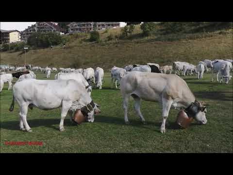 MUCCHE E MANZE AL PASCOLO AL SUONO DEI CAMPANACCI A PRATO NEVOSO. (CN) DOM. 19 - 9 - 2021.
