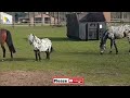 Horse Meeting Farst Time
