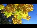 Autumn Leaves - Andy Williams: with Lyrics(영어가사/한글번역) || 가을 나뭇잎(낙엽)