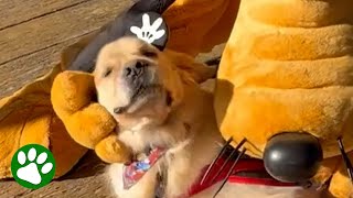 Service dog loves Pluto and everything Disney