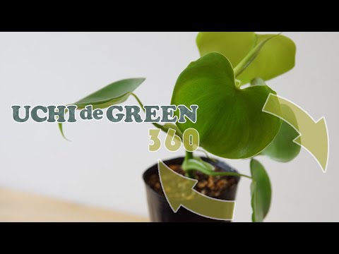 園芸 登るフィロデンドロン、ハートリーフフィロデンドロン