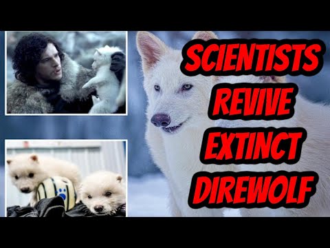 Scientists Revive EXTINCT Dire Wolves with DNA