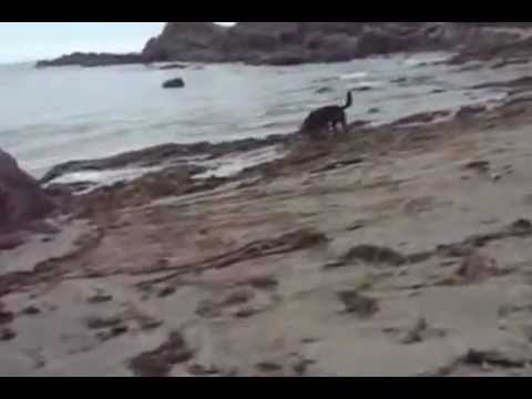 Nyla and Gismo on the beach