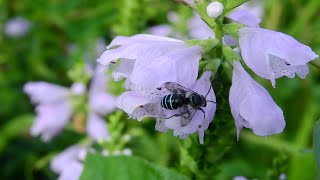 ムビる18495 20210731 002 アオスジハナバチ aosujihanabachi