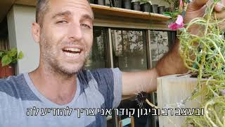 מה עושים עם פרחי עונה בסוף הקיץ?