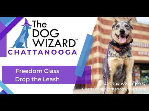The Dog Wizard Chattanooga video.