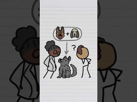 Pit bulls e poodles são mais parecidos do que você pensa!