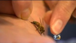 Health: Bee Sting Therapy Can Help Common Health Problems