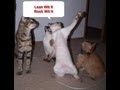 FUNNY CATS OH YEAH